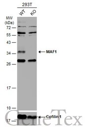 Anti-MAF1 antibody used in Western Blot (WB). GTX106776
