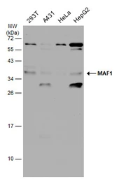 Anti-MAF1 antibody used in Western Blot (WB). GTX106776