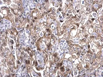 Anti-MAF1 antibody used in IHC (Paraffin sections) (IHC-P). GTX106776