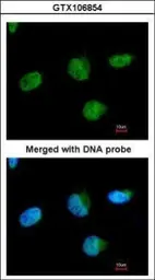 Anti-U2AF1 antibody used in Immunocytochemistry/ Immunofluorescence (ICC/IF). GTX106854