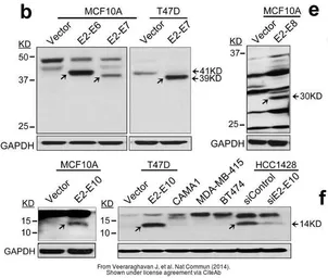 Anti-C6orf97 antibody used in Western Blot (WB). GTX107144