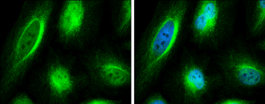 Anti-C6orf97 antibody used in Immunocytochemistry/ Immunofluorescence (ICC/IF). GTX107144