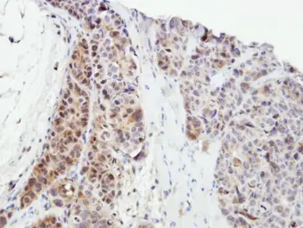 Anti-SPHK1 antibody used in IHC (Paraffin sections) (IHC-P). GTX107509