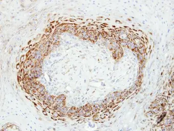 Anti-CKMT2 antibody [N1C1] used in IHC (Paraffin sections) (IHC-P). GTX107547