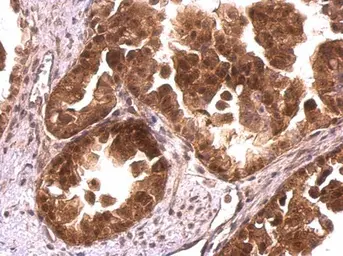 Anti-CrkL antibody used in IHC (Paraffin sections) (IHC-P). GTX107677