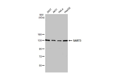 Anti-SART3 antibody [C3], C-term used in Western Blot (WB). GTX107684