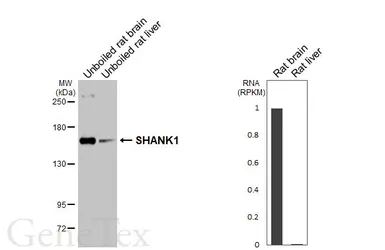 Anti-SHANK1 antibody [C3], C-term used in Western Blot (WB). GTX107701