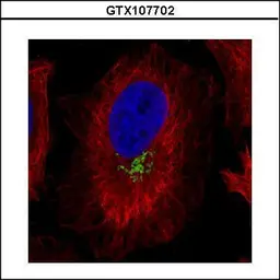 Anti-GOLPH2 antibody [C3], C-term used in Immunocytochemistry/ Immunofluorescence (ICC/IF). GTX107702