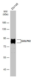 Anti-GOLPH2 antibody [C3], C-term used in Western Blot (WB). GTX107702