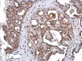 Anti-GOLPH2 antibody [C3], C-term used in IHC (Paraffin sections) (IHC-P). GTX107702