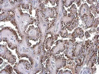 Anti-GOLPH2 antibody [C3], C-term used in IHC (Paraffin sections) (IHC-P). GTX107702