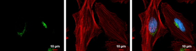 Anti-GOLPH2 antibody [C3], C-term used in Immunocytochemistry/ Immunofluorescence (ICC/IF). GTX107702