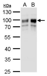 Anti-GOLPH2 antibody [C3], C-term used in Western Blot (WB). GTX107702