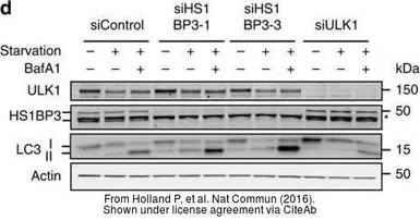 Anti-HS1BP3 antibody [C2C3], C-term used in Western Blot (WB). GTX107715