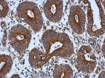 Anti-TIE1 antibody used in IHC (Paraffin sections) (IHC-P). GTX107818