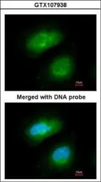 Anti-PRAK antibody [N3C3] used in Immunocytochemistry/ Immunofluorescence (ICC/IF). GTX107938