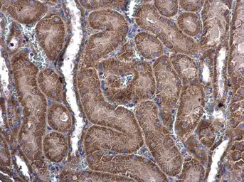 Anti-MEKK3 antibody [N3C3] used in IHC (Paraffin sections) (IHC-P). GTX107945