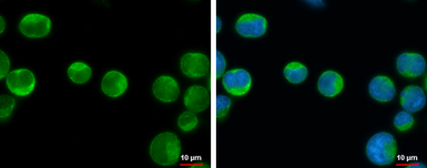 Anti-IKK beta antibody used in Immunocytochemistry/ Immunofluorescence (ICC/IF). GTX107970