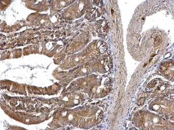 Anti-ETEA antibody [C3], C-term used in IHC (Paraffin sections) (IHC-P). GTX107993