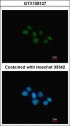 Anti-NR1D1 antibody [N1], N-term used in Immunocytochemistry/ Immunofluorescence (ICC/IF). GTX108127