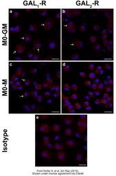Anti-GALR1 antibody [C2C3], C-term used in Immunocytochemistry/ Immunofluorescence (ICC/IF). GTX108207