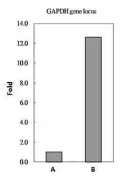Anti-Histone H2A.Z antibody used in ChIP assay (ChIP assay). GTX108273