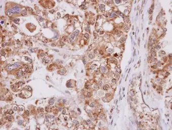 Anti-MPST antibody [C2C3], C-term used in IHC (Paraffin sections) (IHC-P). GTX108274