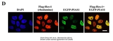 Anti-HES1 antibody [N1], N-term used in Immunocytochemistry/ Immunofluorescence (ICC/IF). GTX108356