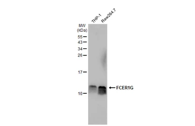 Anti-FCER1G antibody [N2C3] used in Western Blot (WB). GTX108487