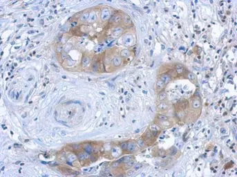 Anti-IL1 Receptor 1 antibody [C3], C-term used in IHC (Paraffin sections) (IHC-P). GTX108494