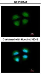 Anti-MED4 antibody [N1], N-term used in Immunocytochemistry/ Immunofluorescence (ICC/IF). GTX108541