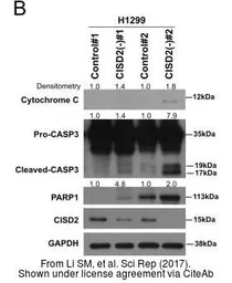 Anti-Cytochrome C antibody used in Western Blot (WB). GTX108585