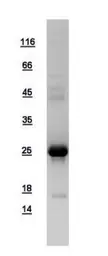 Human ARL14 protein, His tag. GTX108599-pro