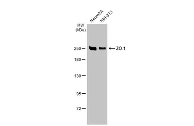 Anti-ZO-1 antibody [N1N2], N-term used in Western Blot (WB). GTX108613