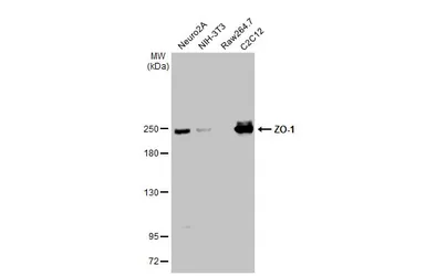 Anti-ZO-1 antibody [N1N2], N-term used in Western Blot (WB). GTX108613