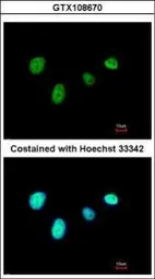 Anti-RFX6 antibody [C2C3], C-term used in Immunocytochemistry/ Immunofluorescence (ICC/IF). GTX108670