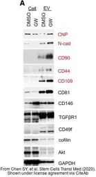 Anti-CD146 antibody [C1C3] used in Western Blot (WB). GTX108777