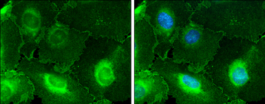 Anti-CD146 antibody [C1C3] used in Immunocytochemistry/ Immunofluorescence (ICC/IF). GTX108777
