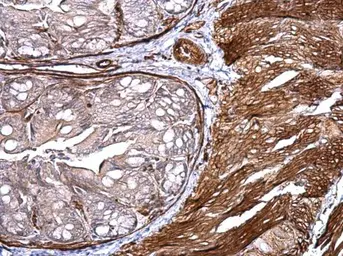 Anti-CD146 antibody [C1C3] used in IHC (Paraffin sections) (IHC-P). GTX108777