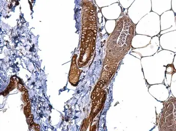 Anti-CD146 antibody [C1C3] used in IHC (Paraffin sections) (IHC-P). GTX108777