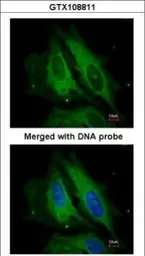 Anti-NOD1 antibody [C2C3], C-term used in Immunocytochemistry/ Immunofluorescence (ICC/IF). GTX108811