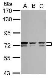 Anti-Bestrophin 1 antibody used in Western Blot (WB). GTX108854