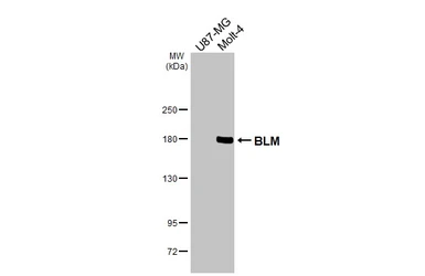 Anti-BLM antibody [N1N3] used in Western Blot (WB). GTX108868