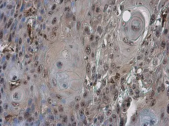 Anti-CDC6 antibody used in IHC (Paraffin sections) (IHC-P). GTX108979