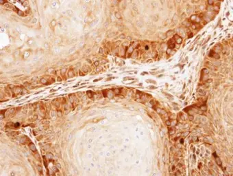 Anti-Eg5 antibody [C2C3], C-term used in IHC (Paraffin sections) (IHC-P). GTX109054