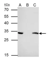 Anti-14-3-3 epsilon antibody [N1C3] used in Immunoprecipitation (IP). GTX109090