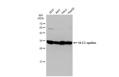 Anti-14-3-3 epsilon antibody [N1C3] used in Western Blot (WB). GTX109090