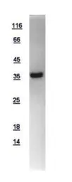 Human HIBCH protein, His tag. GTX109167-pro