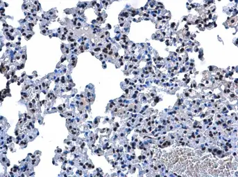 Anti-Aprataxin antibody used in IHC (Paraffin sections) (IHC-P). GTX109196