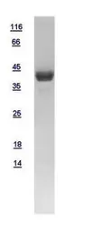 Human SUCLG1 protein, His tag. GTX109215-pro